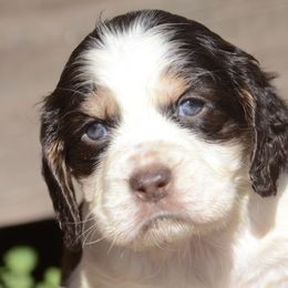 Iris - English Springer Spaniel puppy from SarMel