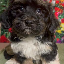 Oliver - Black and tan male Havanese puppy in Clermont, Florida from Country Sweet Havanese and Creative Coaching