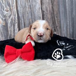 Rome - Cream male Companion Cross puppy in Utah County, Utah from Big Hearted Breeders