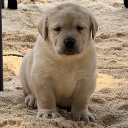 Female 2 - Yellow female Labrador Retriever puppy in Catawba, North Carolina from Raising Hope Labradors