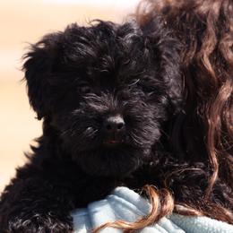 Kacia - Black female Whoodle puppy in West Bend, Iowa from Blue Skies Terriers