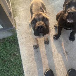 Cane Corso Puppies from Bayou Cane Corso
