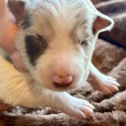 Banjo - Red merle male Border Collie puppy in East Ellijay, Georgia from Nine Peaks Border Collies