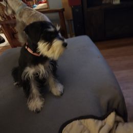 Miniature Schnauzer All Grown Up from Kim Stockstill