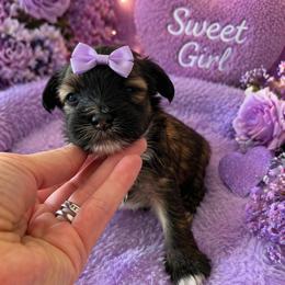 Mochi - Sable female Chinese Crested puppy in Dublin, California from Show Style Chinese Cresteds