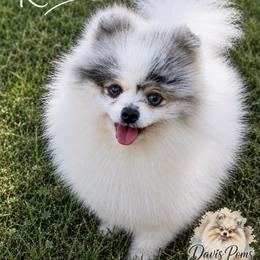 Ransom - Pomeranian