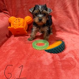 G1 - Black and tan female Yorkshire Terrier puppy in Madera, California from Rosann's Yorkshire Terriers