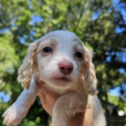 Rambo - Piebald male Dachshund puppy in Pocasset, Massachusetts from Dachs of the Bay