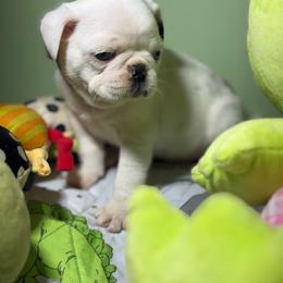 Chucky - Cream male Pug puppy in Hesperia, Michigan from Manistee Farms