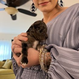 Goldendoodle Puppies from Pearl Grey Doodles