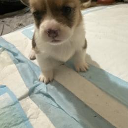 Girl 2 - Black and tan female Pembroke Welsh Corgi puppy in Walters, Oklahoma from Solo Spur Ranch