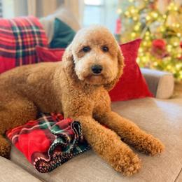 Millie Mae - Goldendoodle