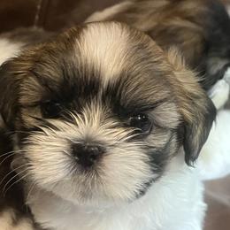 Shih Tzus from Brenda Wethington