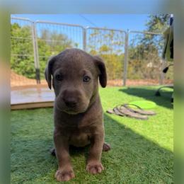 Purple collar - Silver female Dilute Retriever puppy in Valley Center, California from Stunning Silver Bullets Labradors