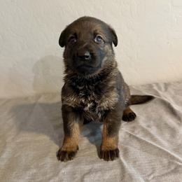 Pink - Sable female German Shepherd puppy in Buckeue, Arizona from Légende Vivante Du Chief Kennel