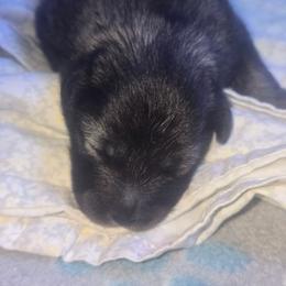Sebastion - Wolfgray and black male Keeshond puppy in Logan, Ohio from Hocking Hills Keeshonds