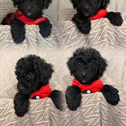 Charlie - Black and white male Aussiedoodle puppy in North Olmsted, Ohio from Iron Doodles