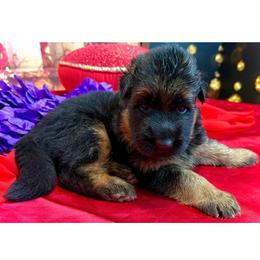 SAMSON - Black and red male German Shepherd puppy in Yorkville, Illinois from Vom Archbold Haus World Class German Shepherds