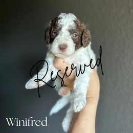 Winifred - Parti female Goldendoodle puppy in Aubrey, Texas from The Parrish Doods