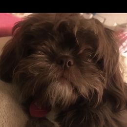 Zara - Shih Tzu