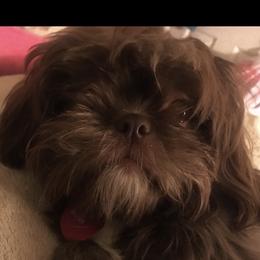 Zara - Shih Tzu