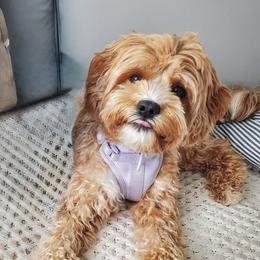 Charlie - Cavapoo