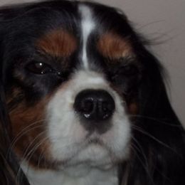 Cavalier King Charles Spaniels and Golden Retrievers from Merimaur Goldens and Cavaliers