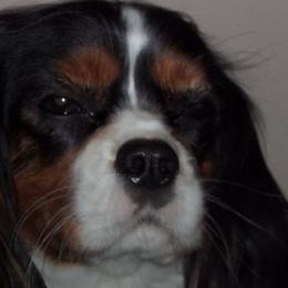 Cavalier King Charles Spaniels and Golden Retrievers from Merimaur Goldens and Cavaliers