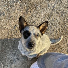 Australian Cattle Dog Puppies from Institute Australian Cattle Dogs
