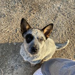 Australian Cattle Dog Puppies from Institute Australian Cattle Dogs