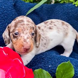 Boy 1 - Chocolate and tan male Dachshund puppy in Roseville, California from Denver's Golden Dashies