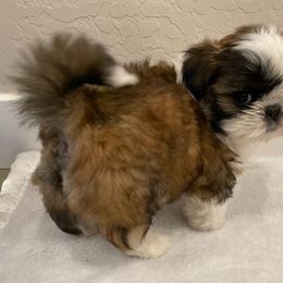 Shih Tzu Puppies from Dulces Cute Shih Tzus