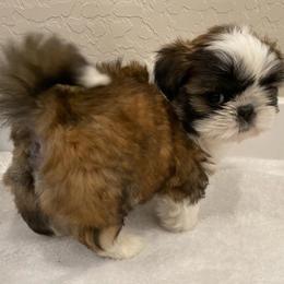 Shih Tzu Puppies from Dulces Cute Shih Tzus