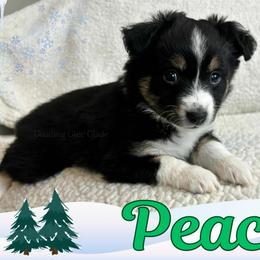 Peace - Black tri female Miniature Australian Shepherd puppy in Millington, Tennessee from Goading Glee Glade