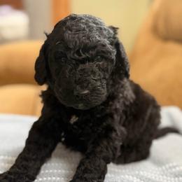 Fire - Black male Poodle puppy in St. Johnsbury, Vermont from Poodles of the Northern Woods