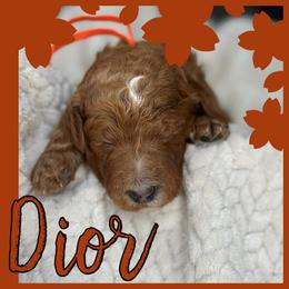 Dior - Red  female Poodle puppy in Dayton, Texas from Wolfe Island Poodles