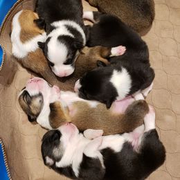 Pembroke Welsh Corgi Puppies from Barks Farms Corgis