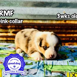 Pink collar - Red merle female Australian Shepherd puppy in Greenville, Texas from Amandas Aussies
