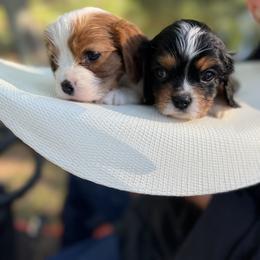 Cavalier King Charles Spaniel Puppies from Cavalier Country Farm