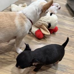 Chihuahua Puppies from McQueen’s Chi”s