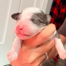 Tate - Merle male Goldendoodle puppy in Knoxville, Tennessee from Graystone Doodles