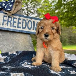 Orange - Red  female Goldendoodle puppy in Hesperia, Michigan from Red Acres Poodles & Doodles