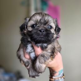 Donnie - Black gold and white male Shih Tzu puppy in Lancaster, Ohio from Wandering Tzu