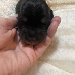 Angel - Piebald female Dachshund puppy in Mountain Home, Idaho from Desert Wind Dachshunds