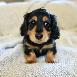 Charlie - Black and tan male Dachshund puppy in El Dorado Hills, California from Golden Hill Dachshunds