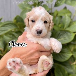 Clover - Fawn and white male Sheepadoodle puppy in Cambridge, Ohio from Sweet Creek Pups