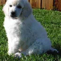 Poodle Puppies from Snowy mt poodles