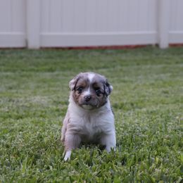 Miniature Australian Shepherd Puppies from Rolling Waves Mini Aussie