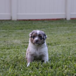 Miniature Australian Shepherd Puppies from Rolling Waves Mini Aussie