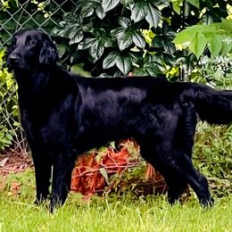 Golden Retriever Puppies from Firefly’s Retrievers
